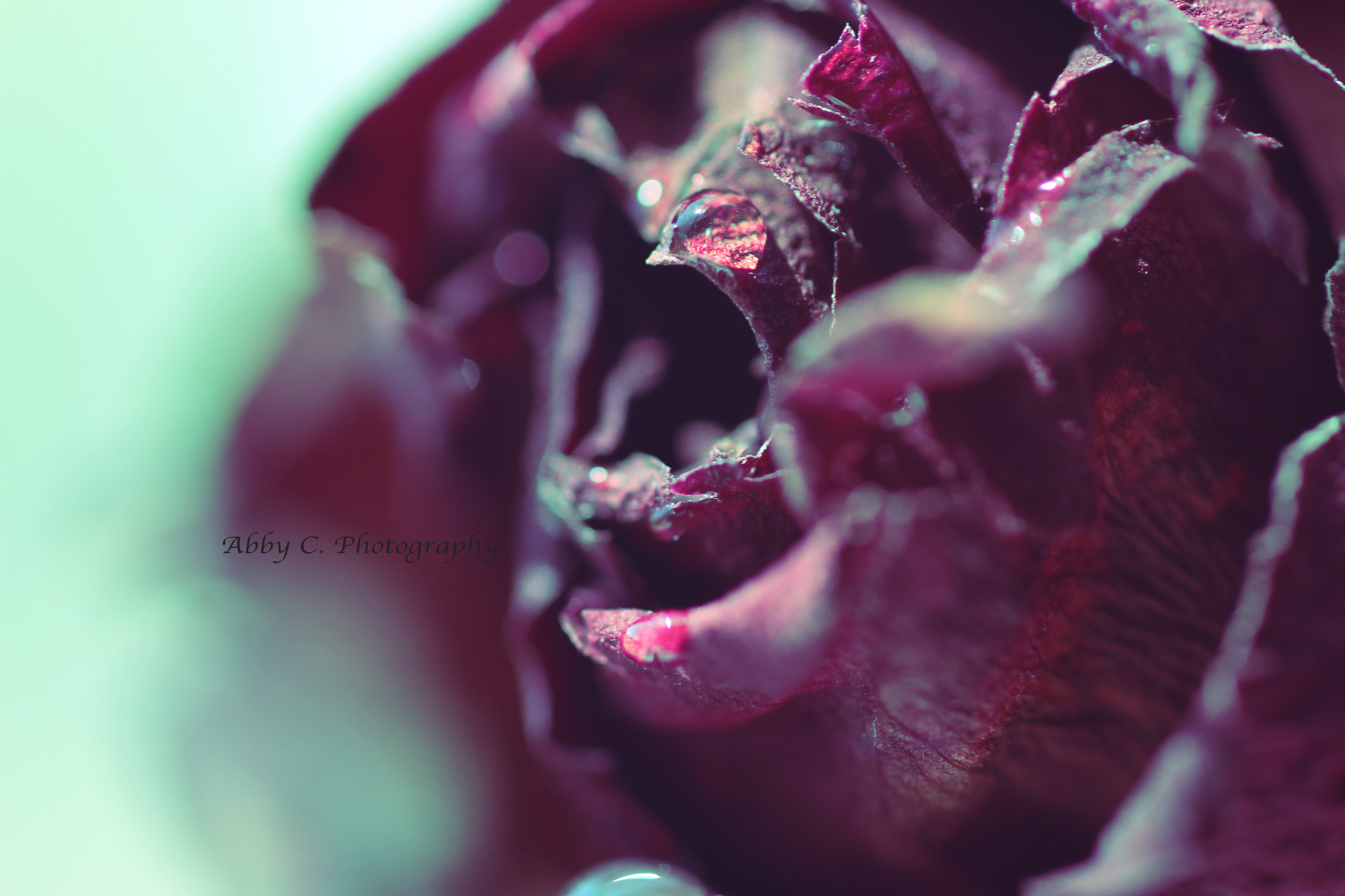 Fall Rose Abby C. Photography