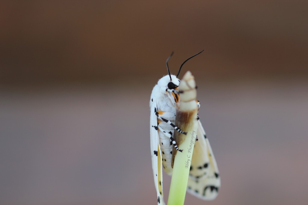 White Moth Nature Photography